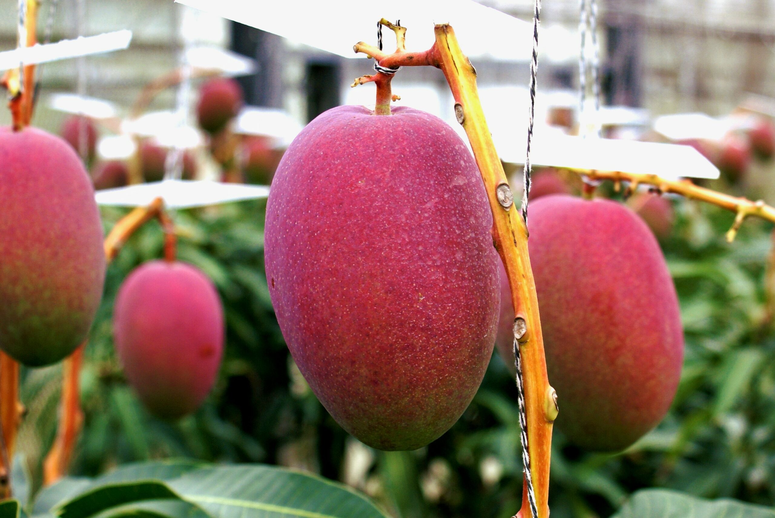 沖縄完熟マンゴーの秘密。厳選された美味しさの理由 - 沖縄食品通販は