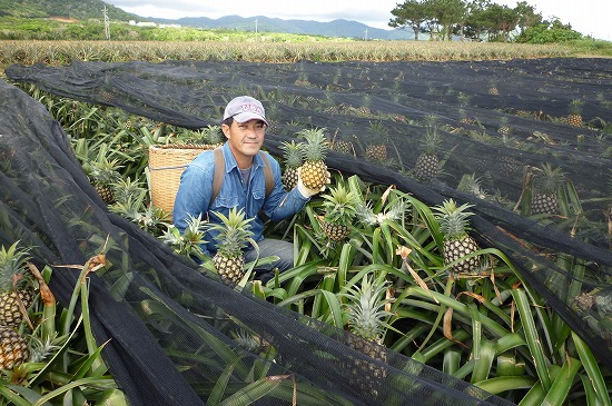 パイナップルの収穫作業をする當銘さん　沖縄県石垣島
